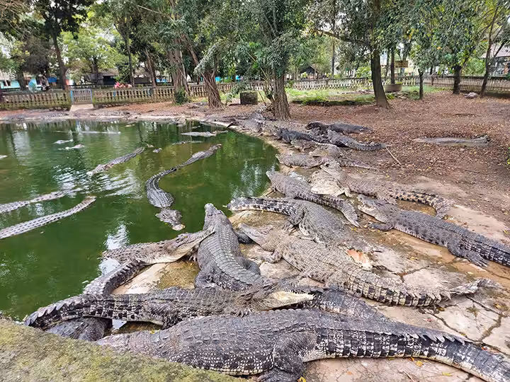 koleksi Taman Buaya Indonesia Jaya