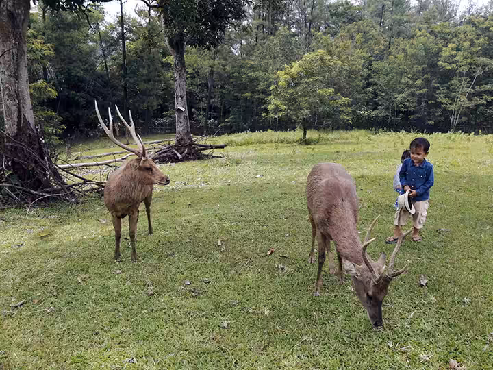Interaksi Bersama Rusa