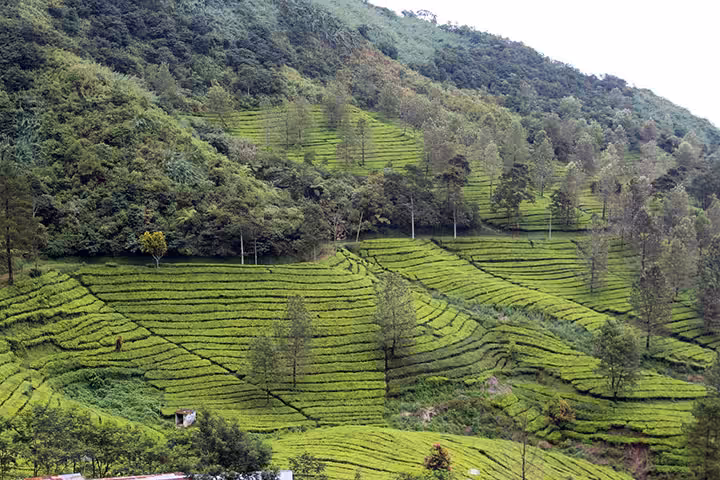 Lokasi Wisata Kebun Teh Cisarua Bogor