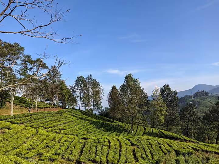 Wisata Kebun Teh Cisarua Bogor