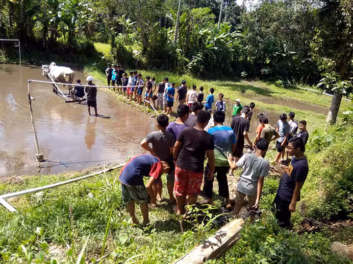 bajak sawah di Desa Wisata Pentingsari
