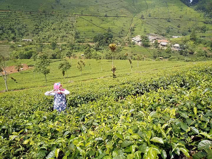 tea walk Kebun Teh Cipasung