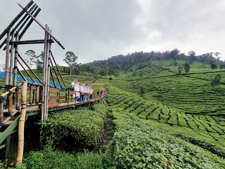 bukit jamur ciwidey foto