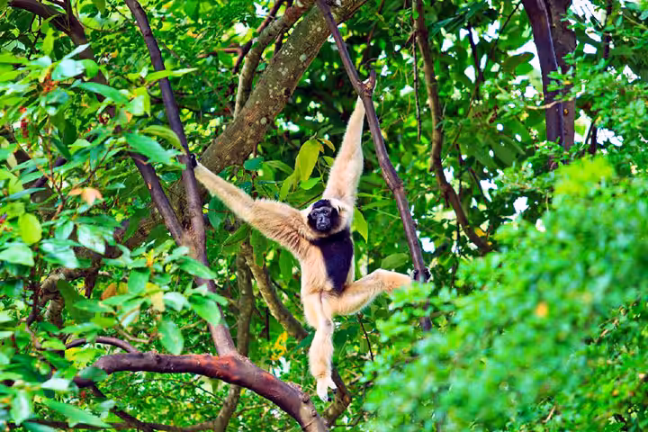flora dan fauna di taman nasional bukit barisan selatan