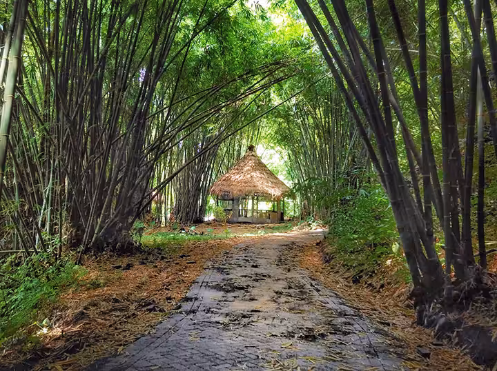 rerumpunan bambu BOONPRING Malang