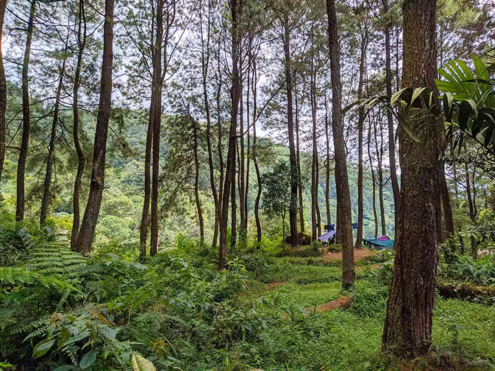 hutan pinus curug ciampea