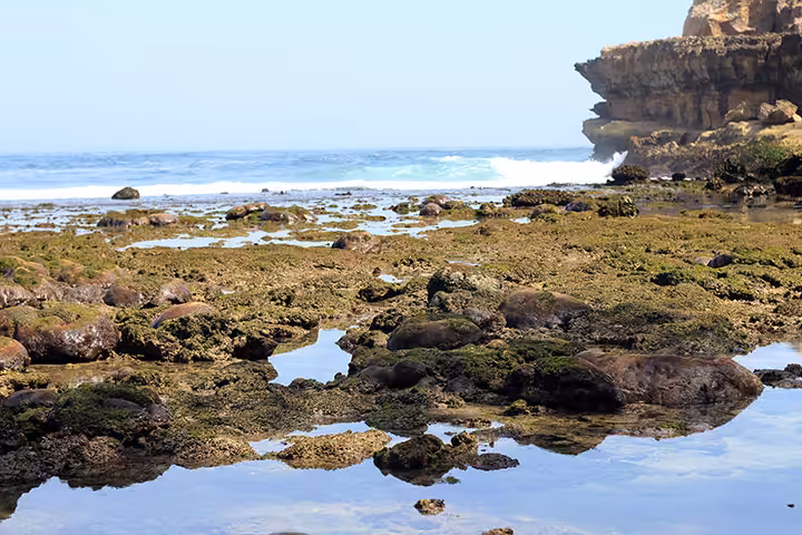 karang Pantai Ngalur Tulungagung