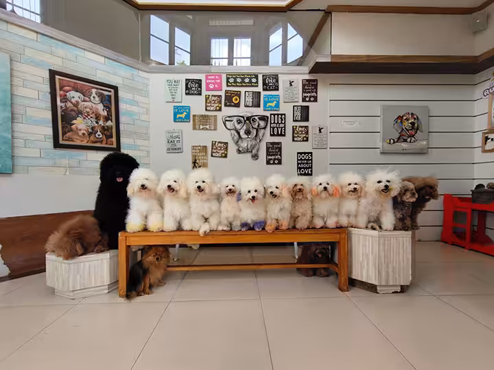 koleksi anjing di Rumah Guguk Bandung