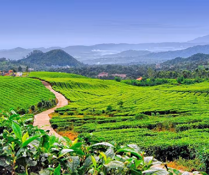 lokasi Kebun Teh Jamus ngawi