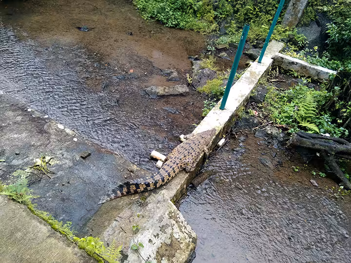 mini zoo Dreamland Ajibarang