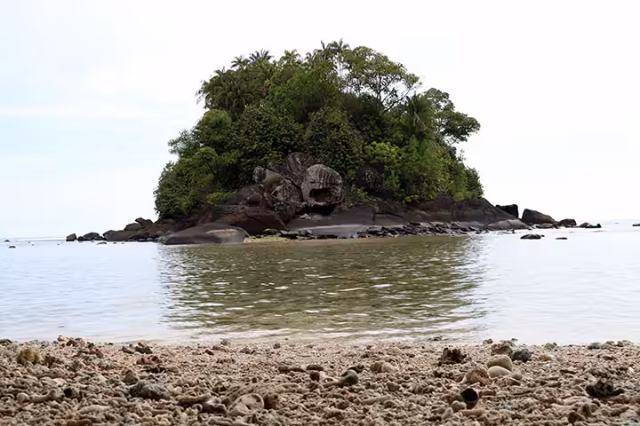 penyu raksasa Pulau Sirandah