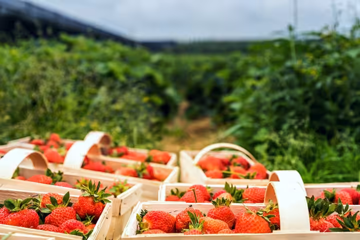 petik stroberi Sendi Adventure Malang