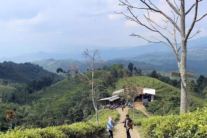 berfoto Kebun Teh Cipasung