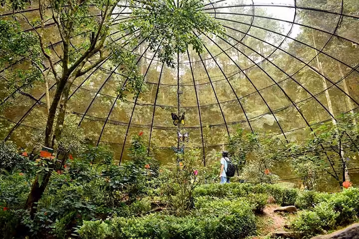 taman kupu-kupu curug cilember