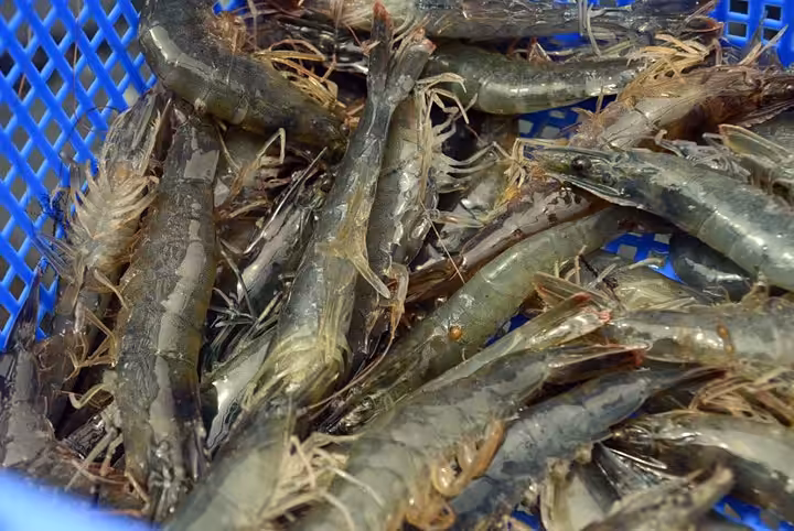tambak udang pantai muara gembong bekasi