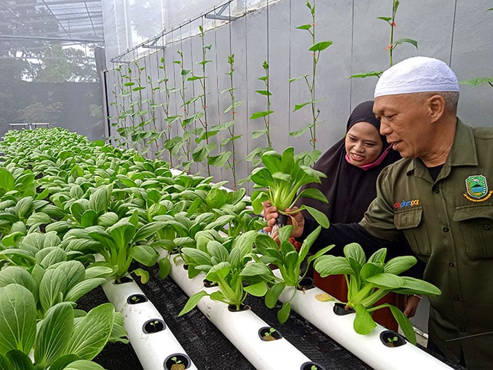 wisata petik sayur