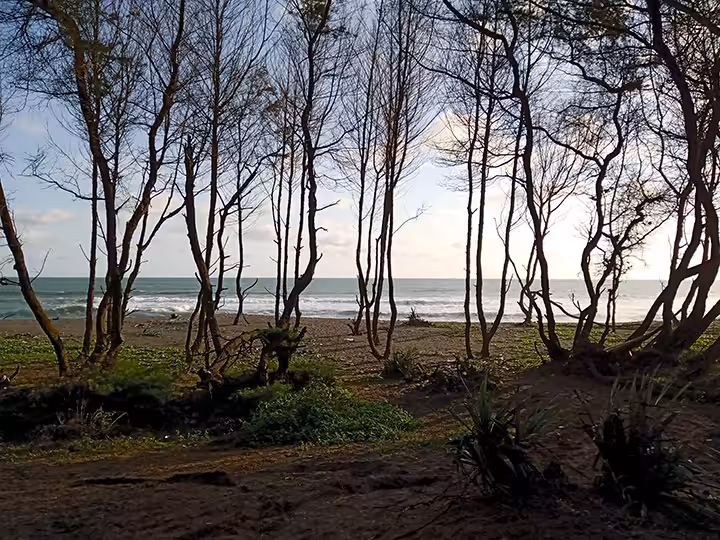 hutan Pantai Segoro Kidul