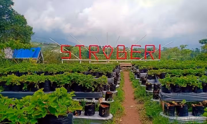 alamat kebun strawberry magelang