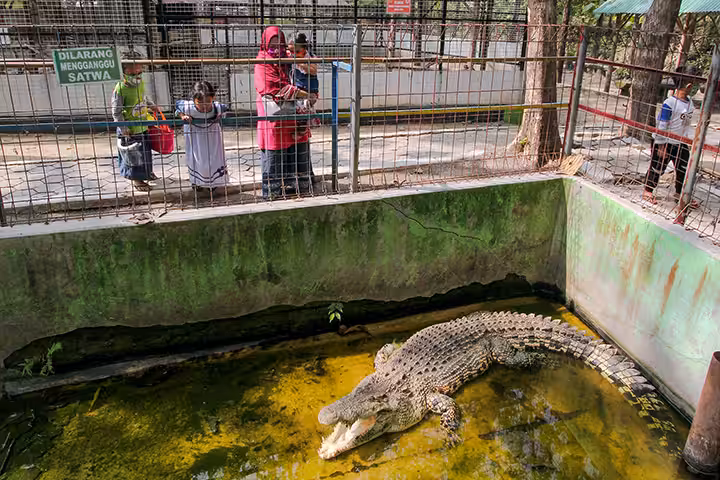 buaya di Ndayu Park Sragen