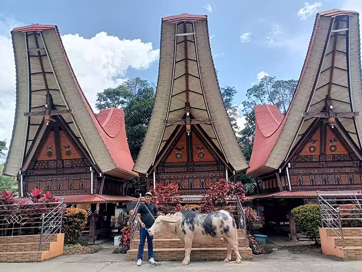 kebo bule Tongkonan Kete Kesu