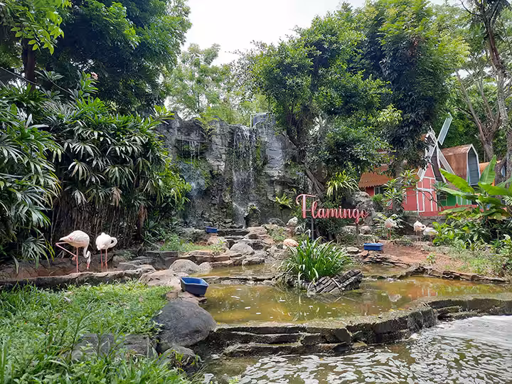 koleksi flamingo di Goa Maharani Lamongan