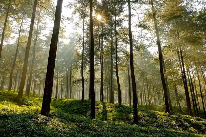 Hutan Pinus Limpakuwus Instagram