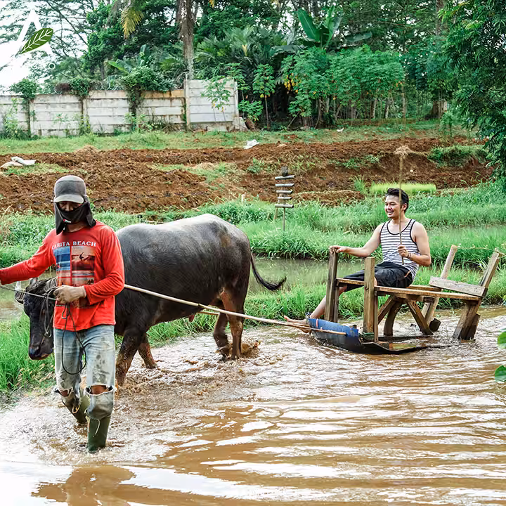 membajak sawah di Inagro