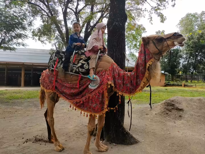 naik unta di Solo Safari Zoo