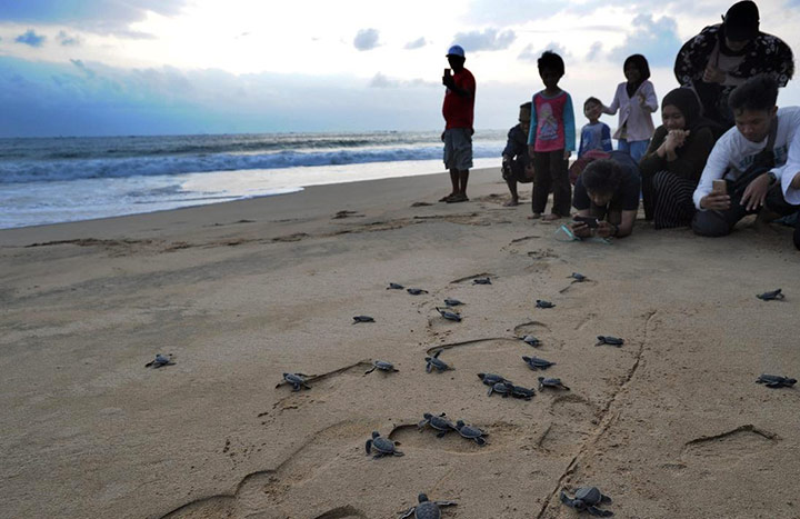 pelepasan penyu di Pantai Pelangi Jogja