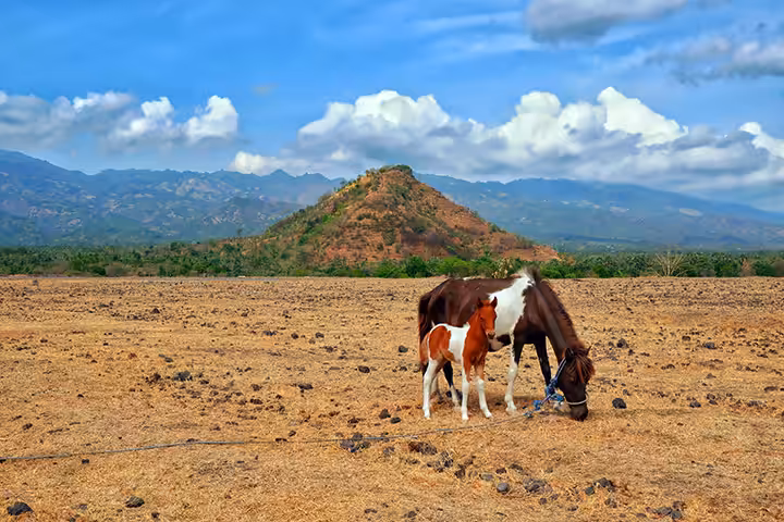 padang Savana Tianyar bali