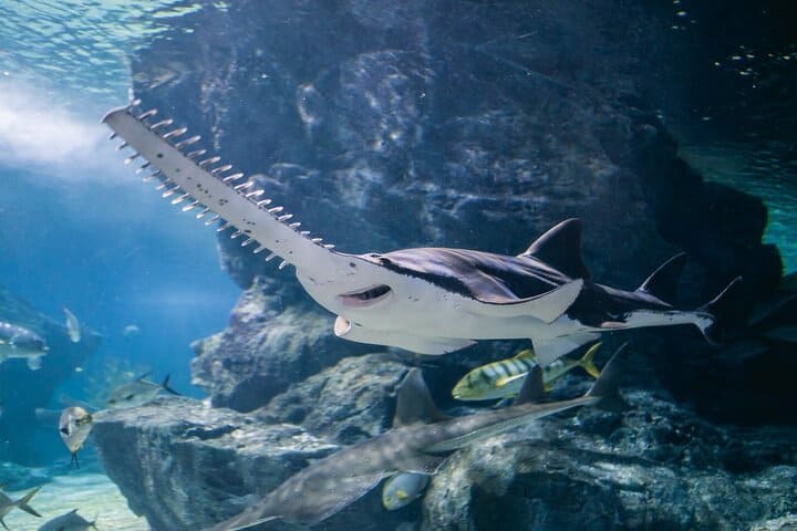 Sea Life Bangkok Ocean World