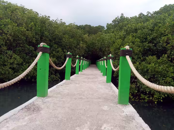 dermaga mangrove wisata Pantai Bama situbondo
