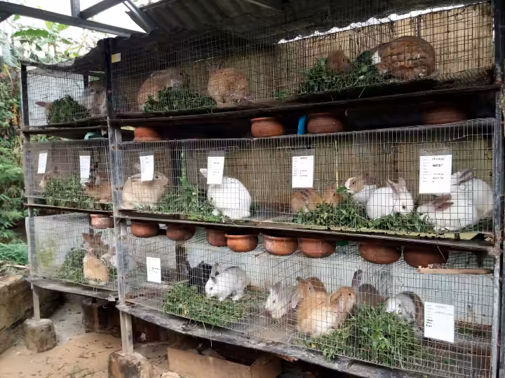 koleksi kelinci di Taman Kelinci Semarang