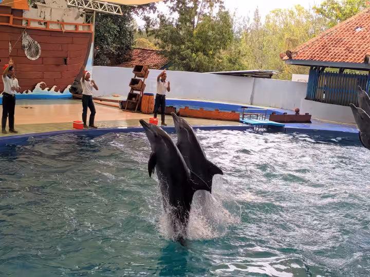 atraksi lumba-lumba di Safari Beach Jateng Batang