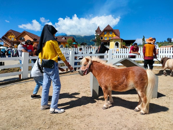 kasi makan hewan di Cepogo Cheese Park