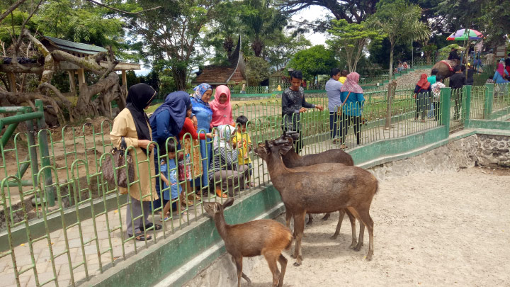 koleksi hewan di Taman Margasatwa dan Budaya Kinantan