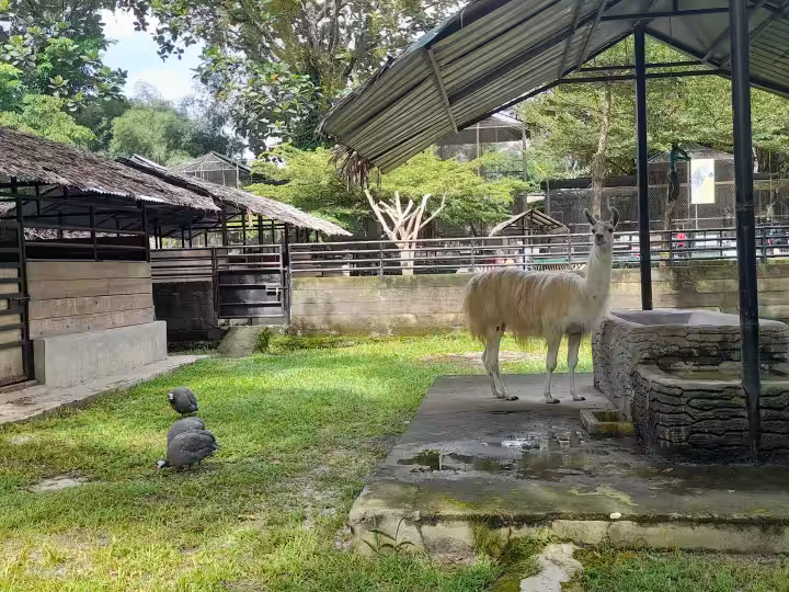 llama Taman Hewan Pematang Siantar