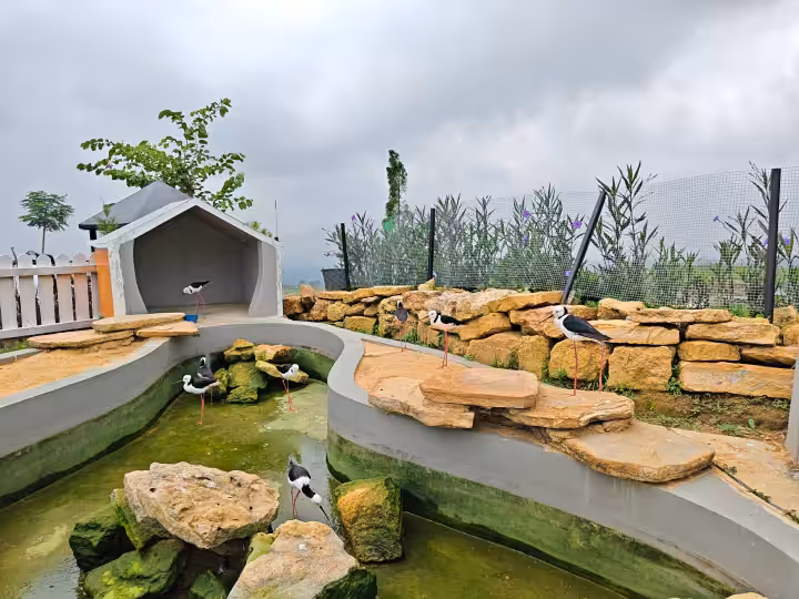 mini zoo Cepogo Cheese Park