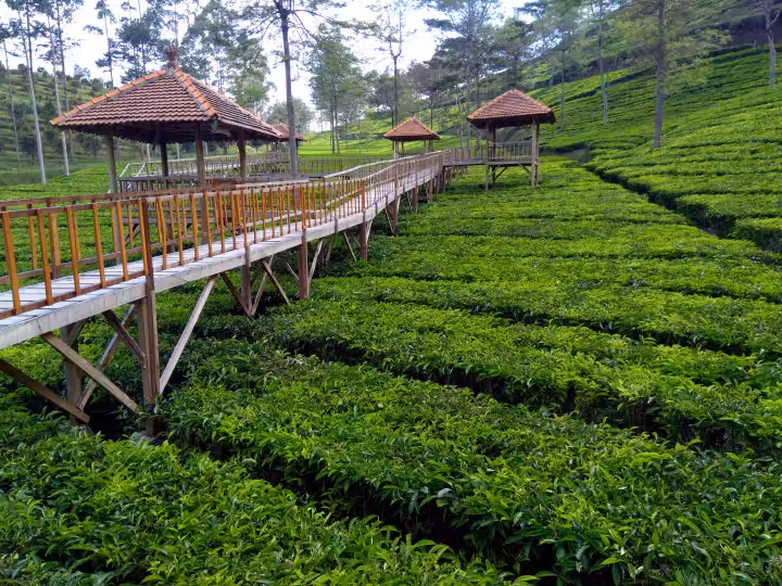 kebun teh Agrowisata Kaligua