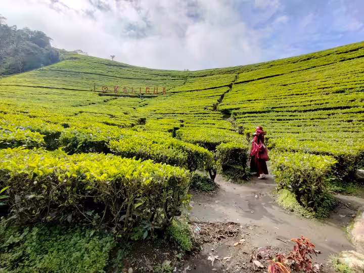 kebun teh Agrowisata Kaligua