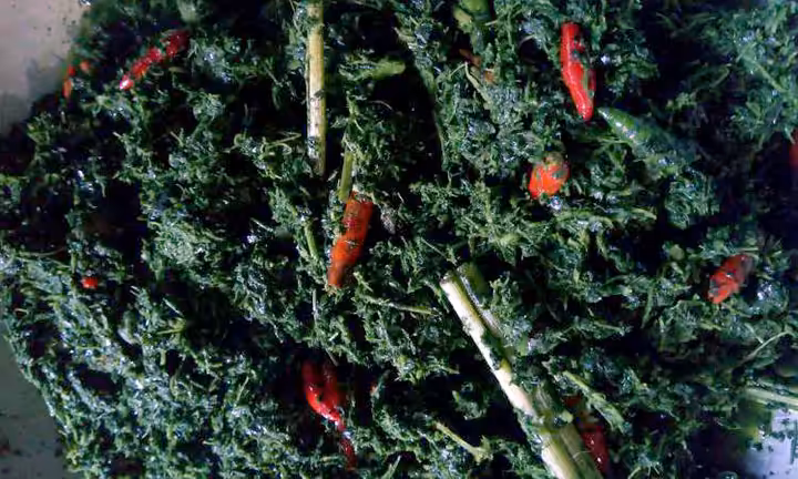 Makanan khas Toraja utara