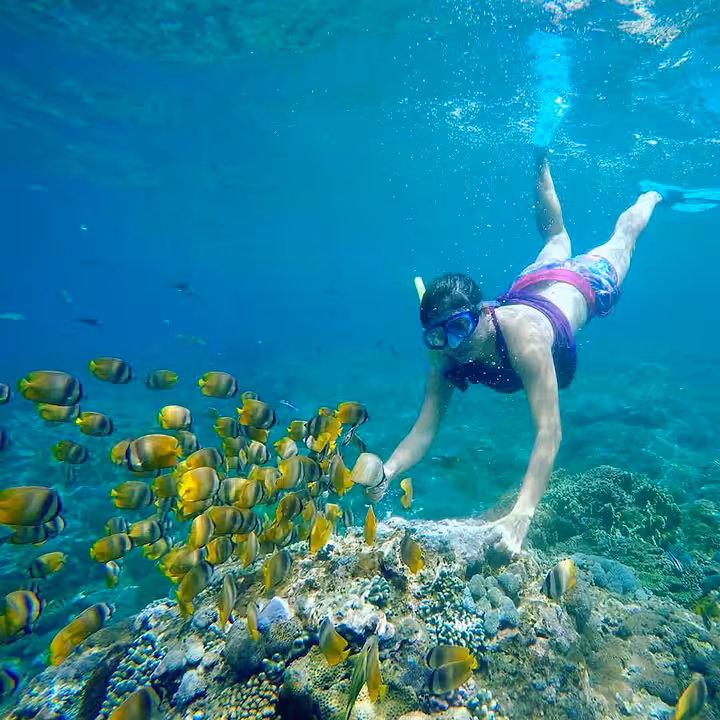 Snorkeling Gamat Bay