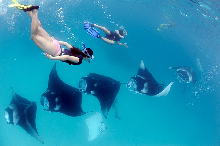 Snorkeling Manta Bay