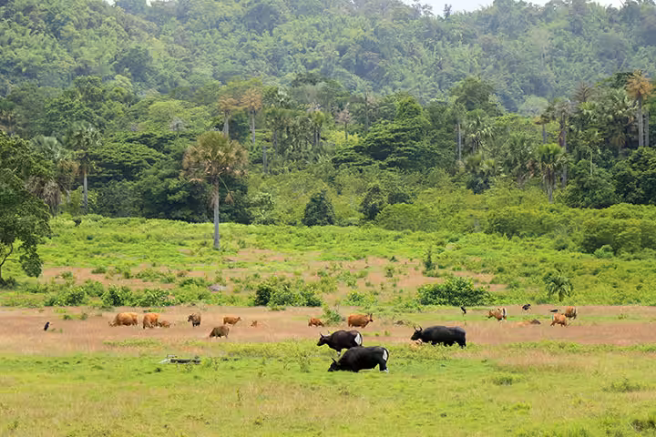 Taman Nasional Alas Purwo