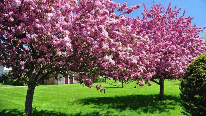 Taman Sakura di Kebun Raya Cibodas