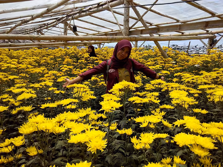 Wisata Kampung Krisan Clapar